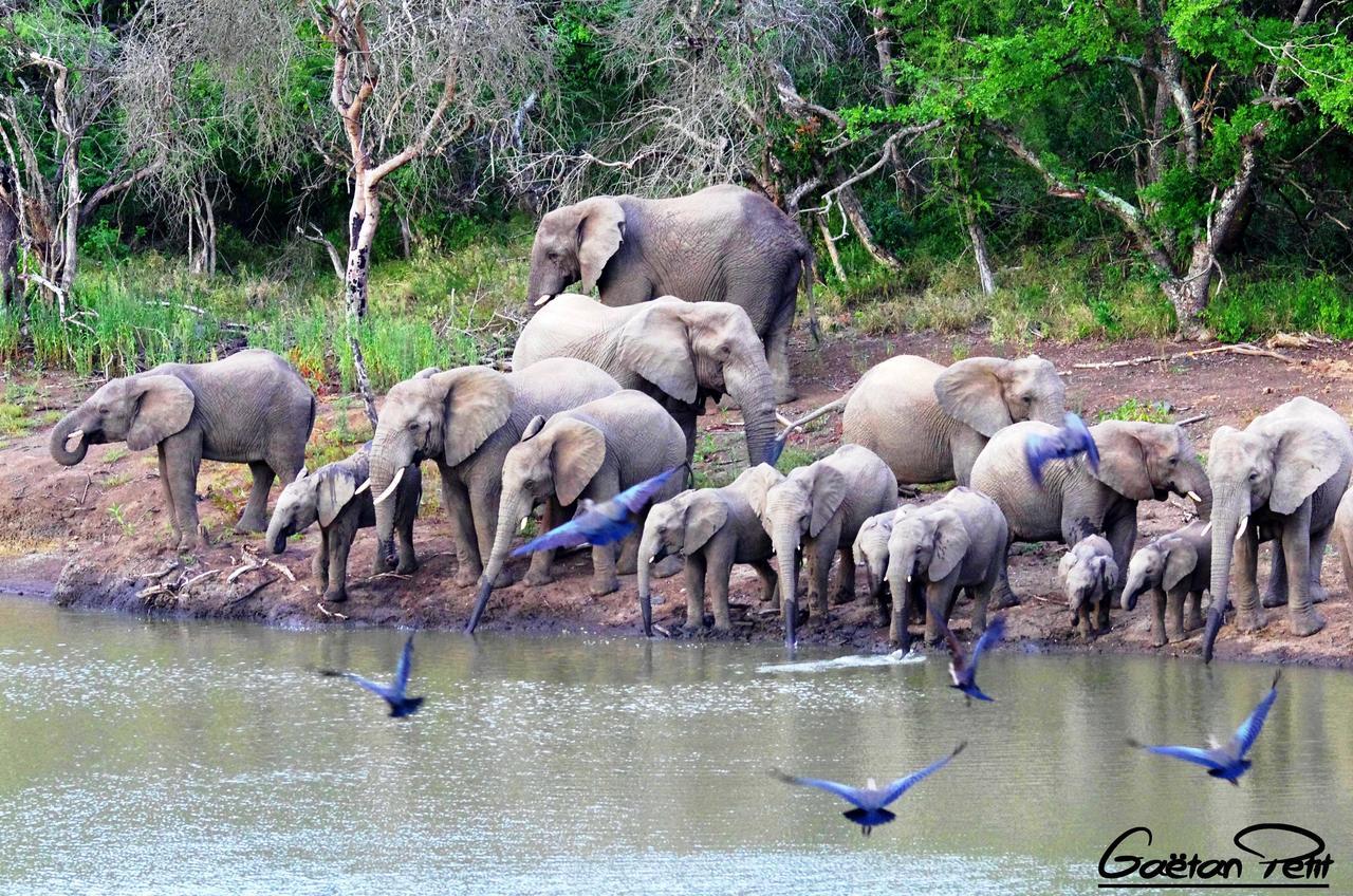 Thula Thula Exclusive Private Game Reserve & Lodge Ntambanana Esterno foto