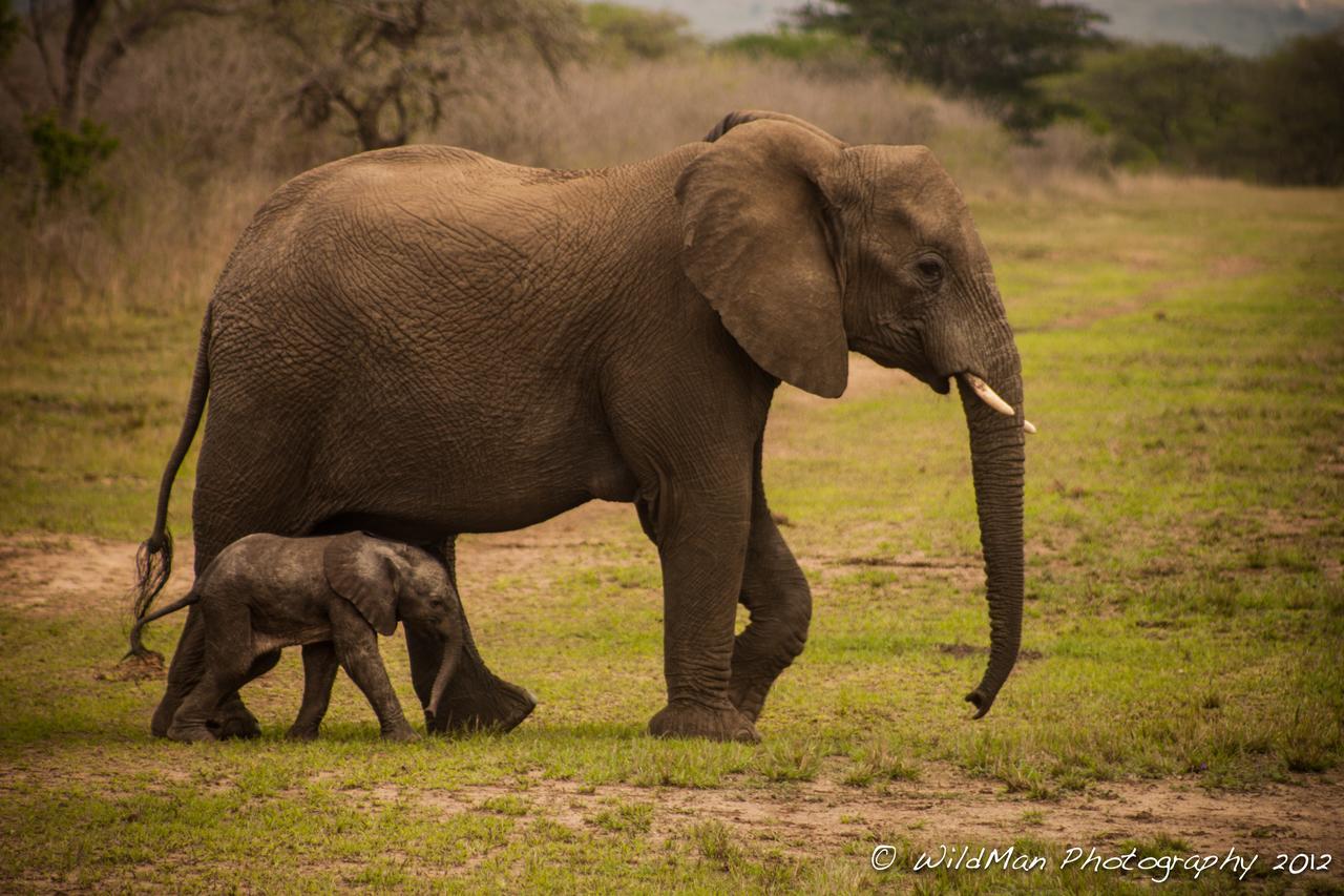 Thula Thula Exclusive Private Game Reserve & Lodge Ntambanana Esterno foto