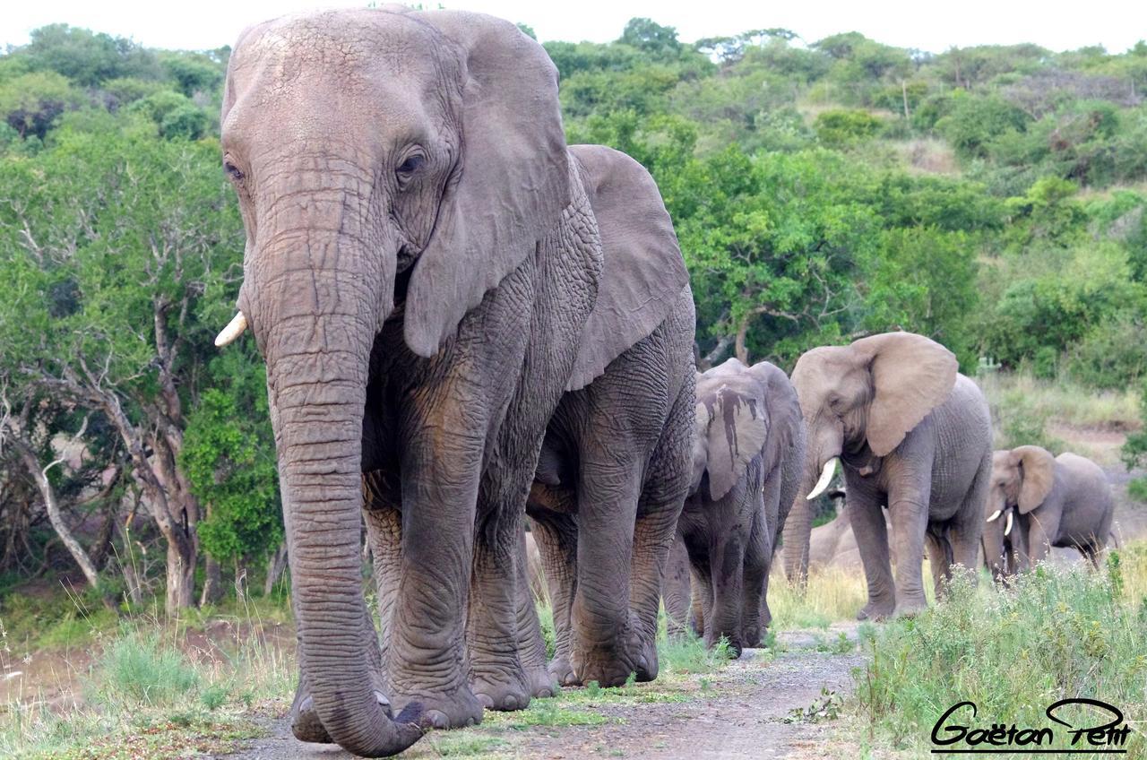 Thula Thula Exclusive Private Game Reserve & Lodge Ntambanana Esterno foto