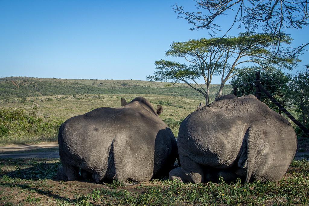 Thula Thula Exclusive Private Game Reserve & Lodge Ntambanana Esterno foto
