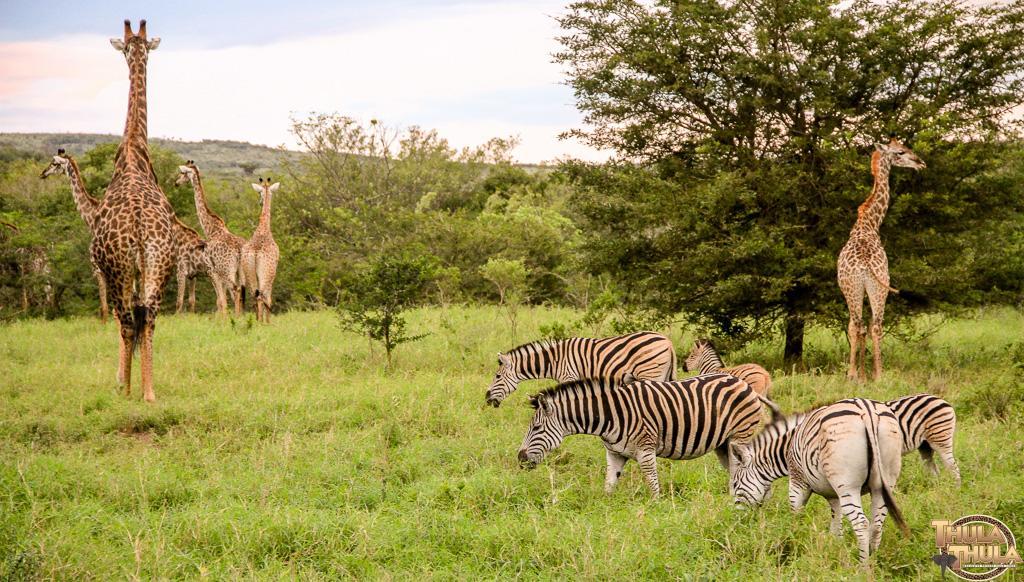 Thula Thula Exclusive Private Game Reserve & Lodge Ntambanana Esterno foto