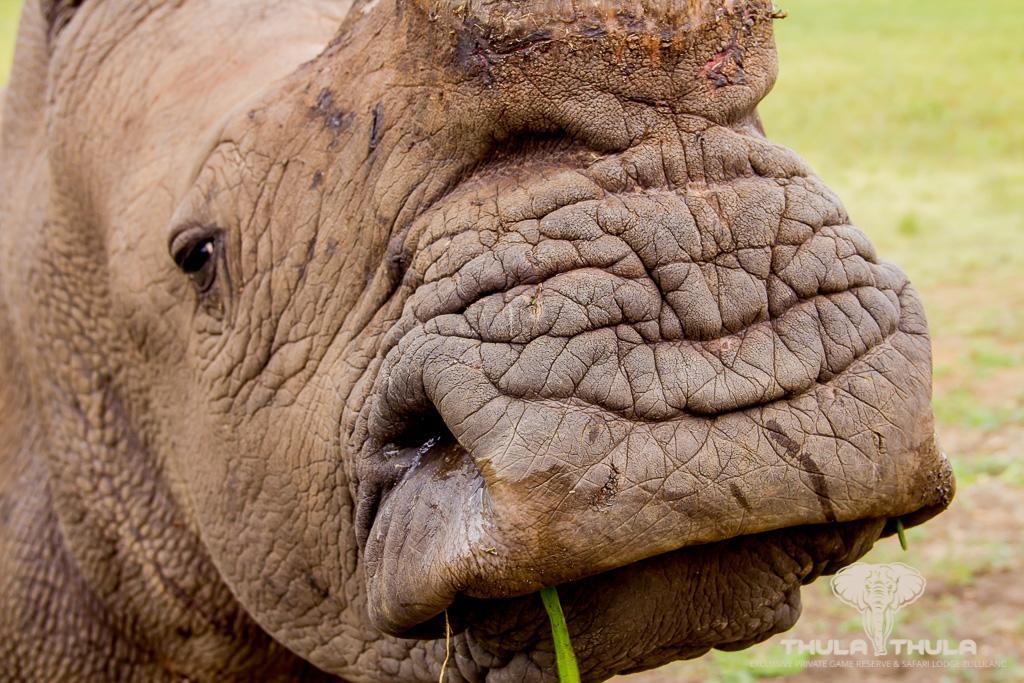 Thula Thula Exclusive Private Game Reserve & Lodge Ntambanana Esterno foto