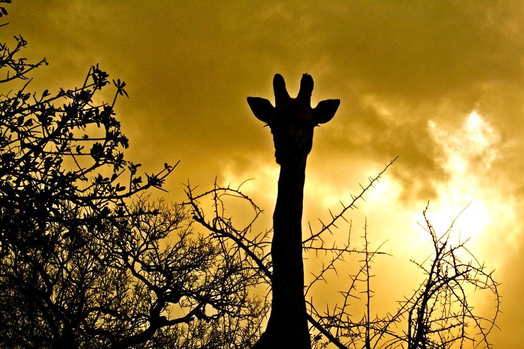 Thula Thula Exclusive Private Game Reserve & Lodge Ntambanana Esterno foto