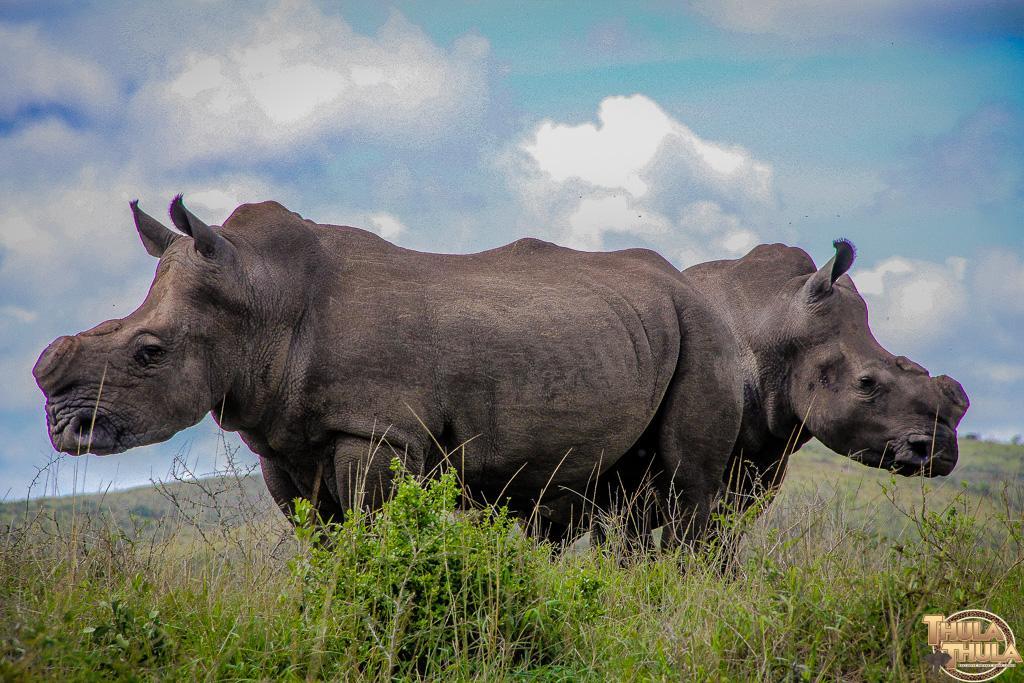 Thula Thula Exclusive Private Game Reserve & Lodge Ntambanana Esterno foto