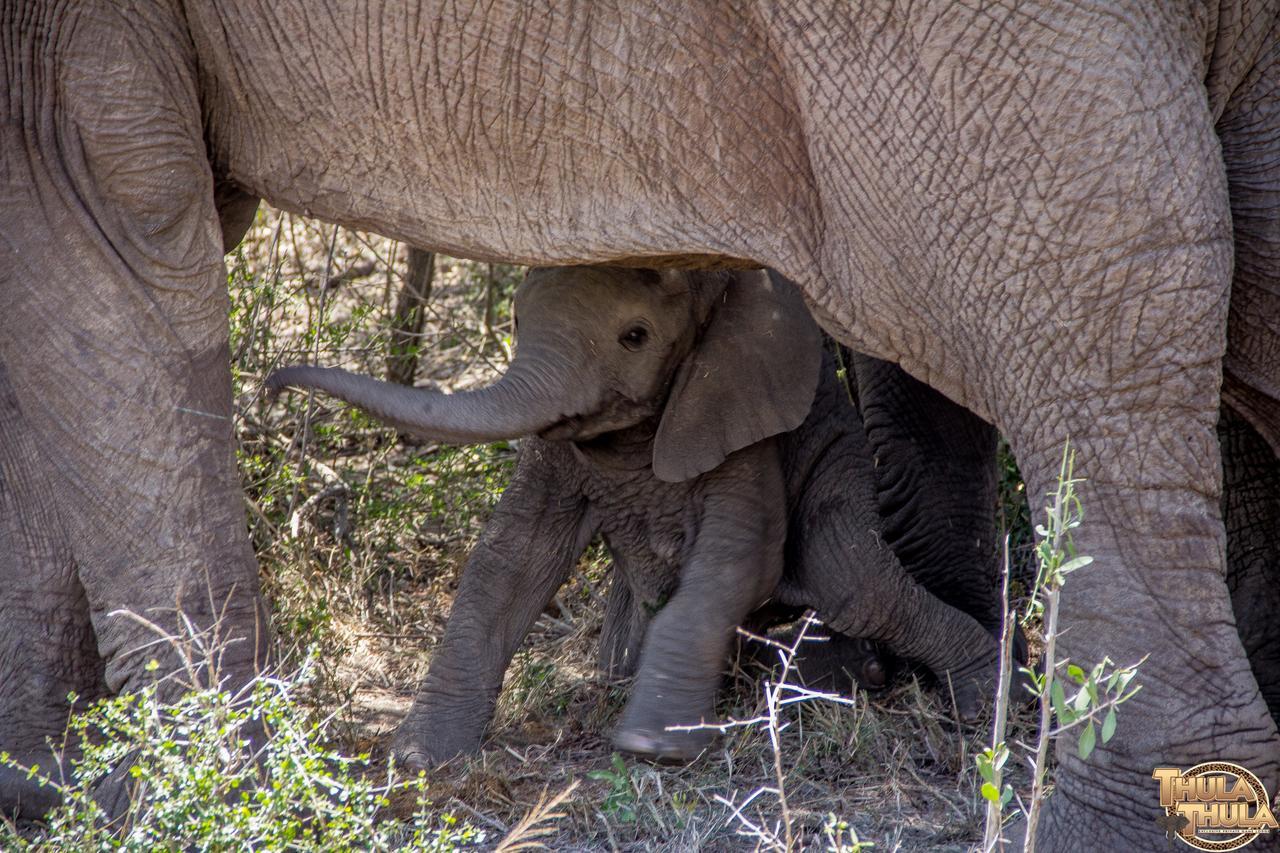 Thula Thula Exclusive Private Game Reserve & Lodge Ntambanana Esterno foto